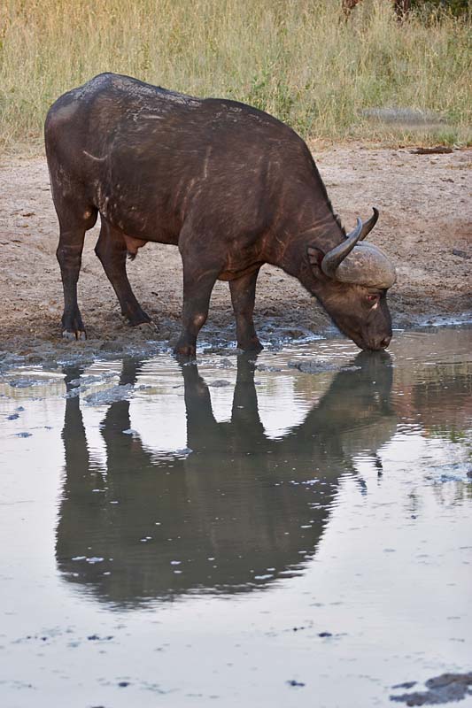 Cape Buffalo