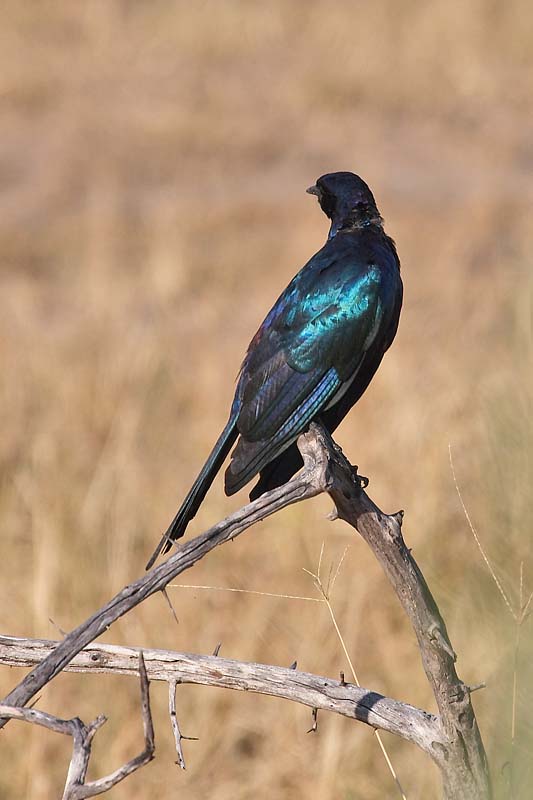 Starling