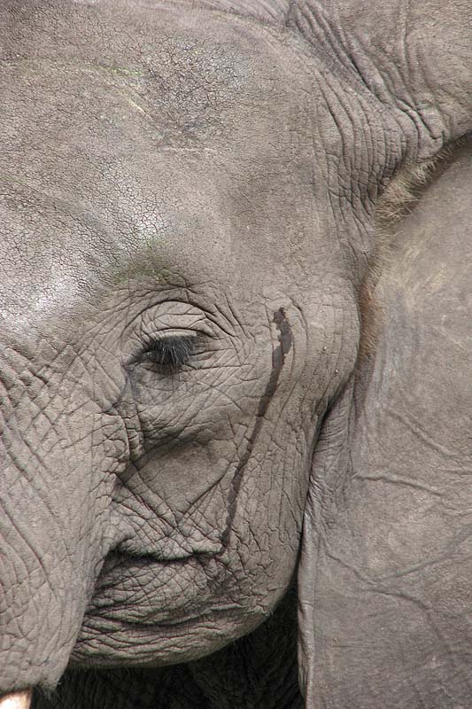 Elephant On Must