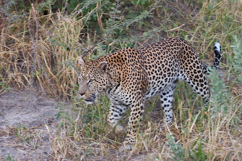 Male Leopard