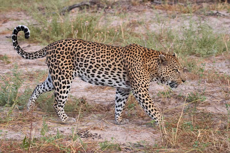 Male Leopard
