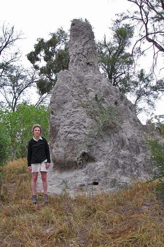 Large Termite Mound