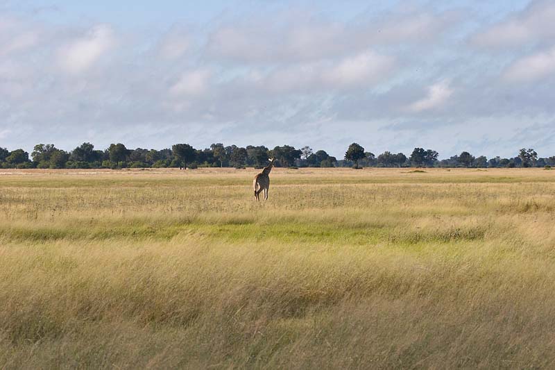 Lonely Giraffe