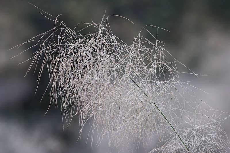 Giant Three Own Grass