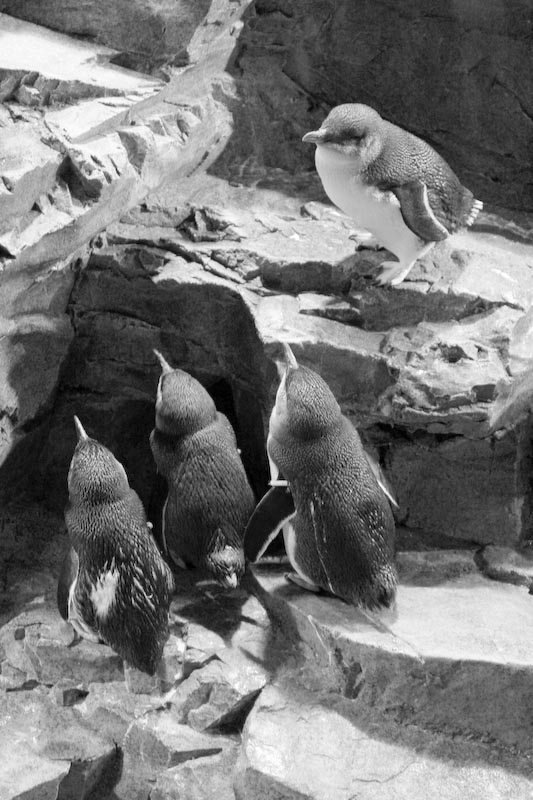 Rapt Audience