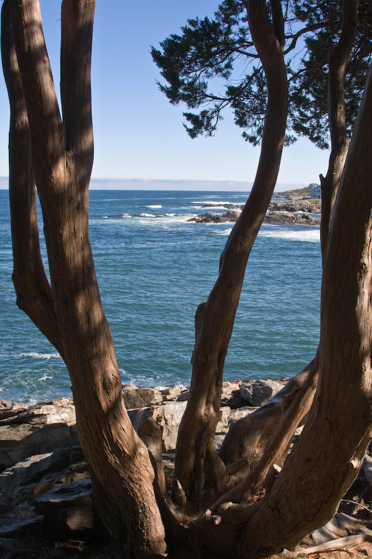 Oarweed Cove