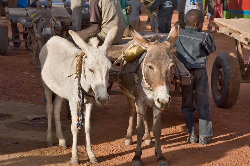 Market Scene