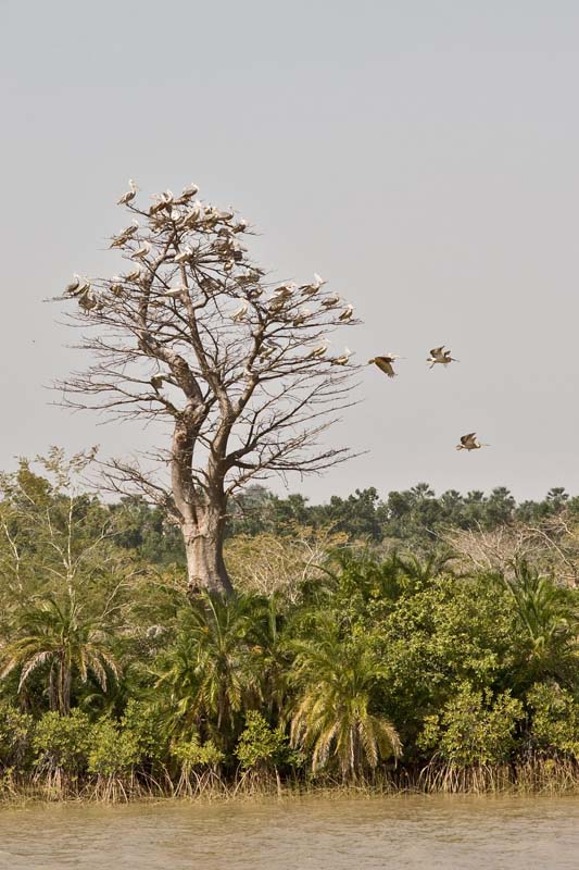 Pelicans