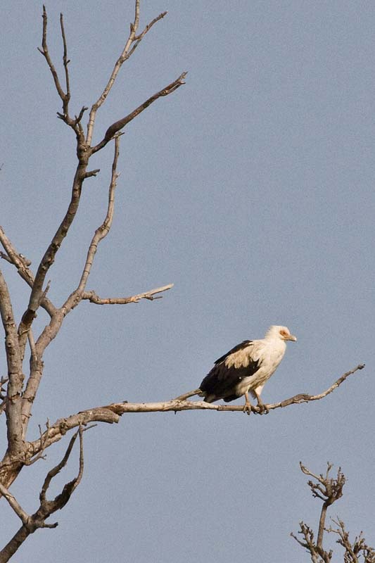 Palm Nut Vulture