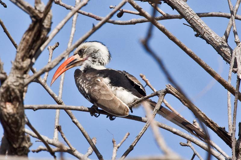 Red-billed Hornbill