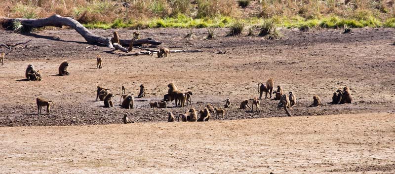 Brown Baboons