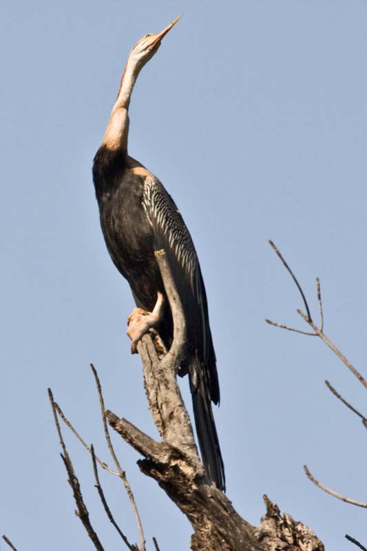 African Darter