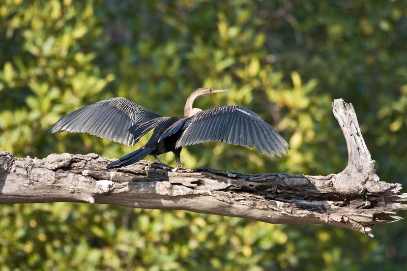 African Darter