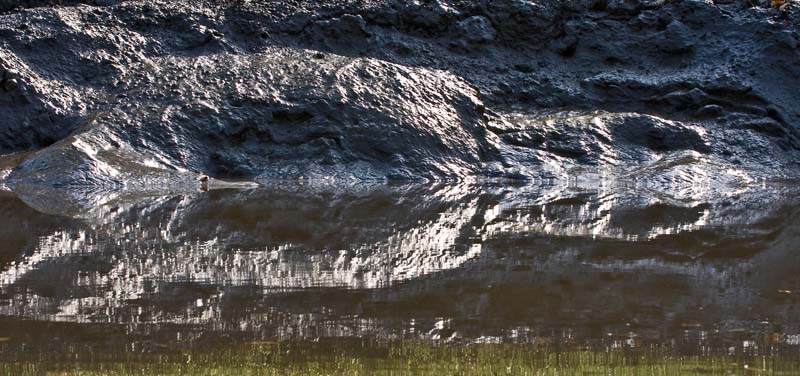 Mangrove Mud Bank