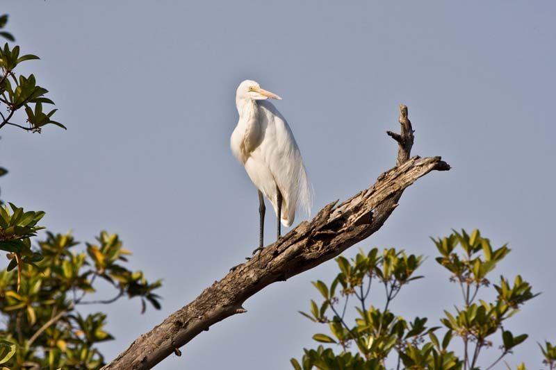 Great White Egret