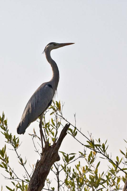 Grey Heron