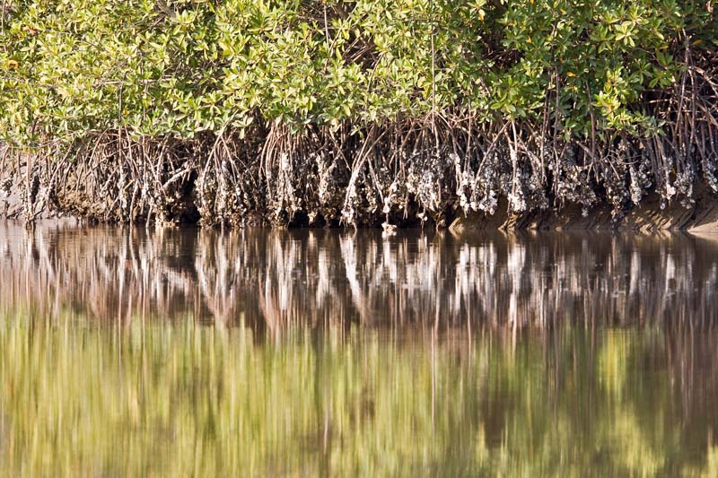 Mangrove Roots with Oyster Shells