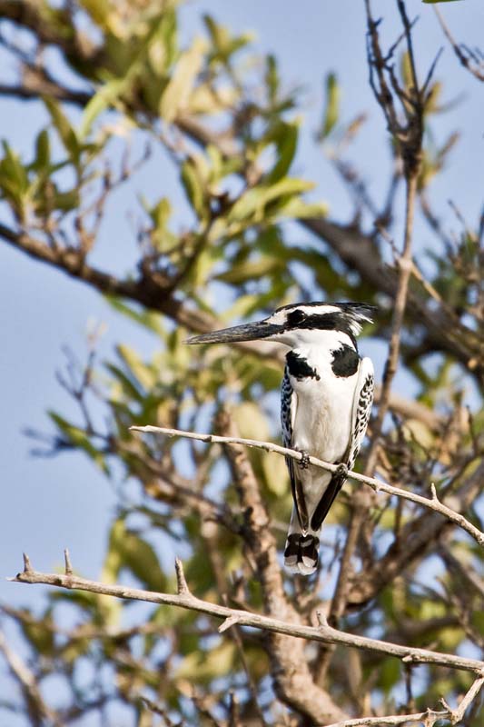 Pied Kingfisher