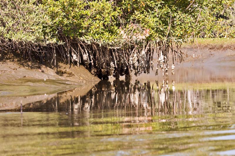 Mangrove Roots with Oyster Shells