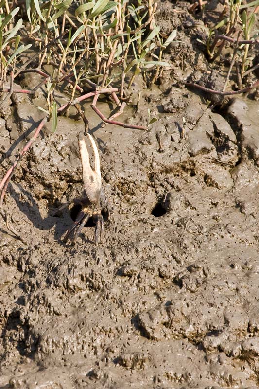 Fiddler Crab