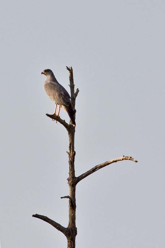 Dark Chanting Goshawk