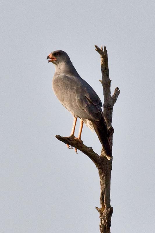 Dark Chanting Goshawk