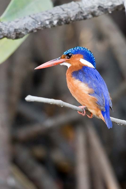 Malachite Kingfisher