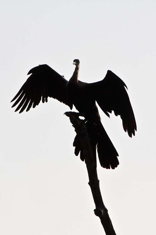 African Darter