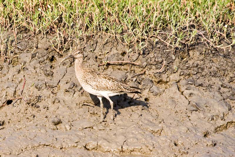 Squacco Heron