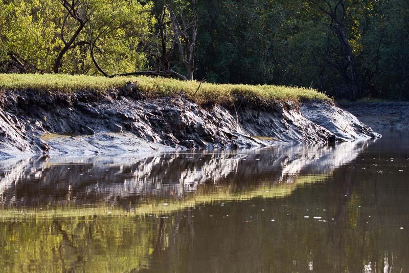 Mangrove Mud Bank