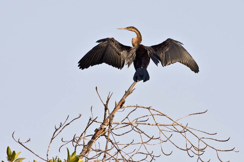 African Darter