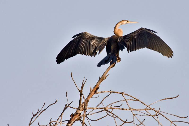 African Darter