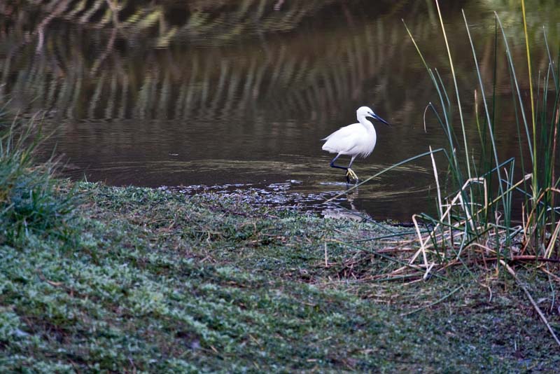 White Heron