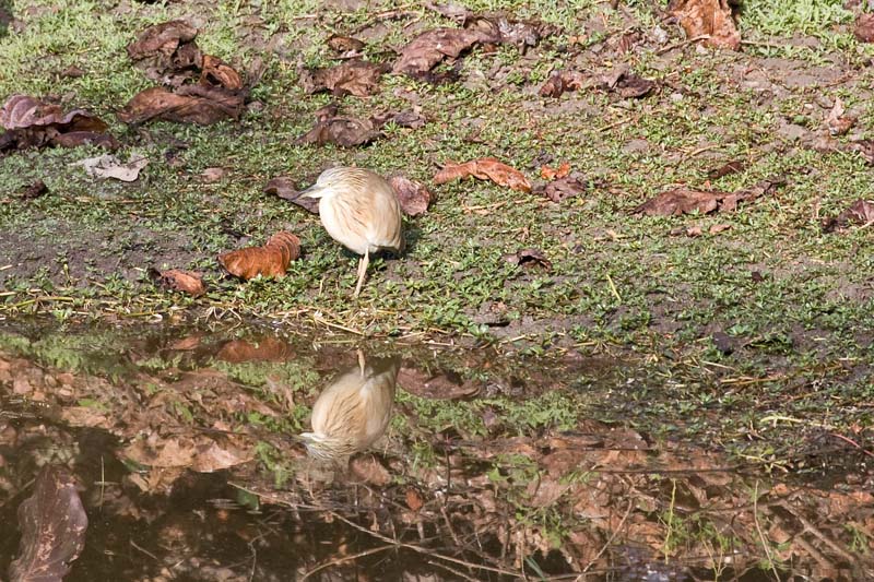 Squacco Heron