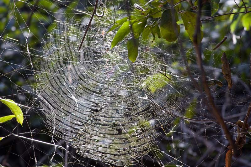 Spider Web