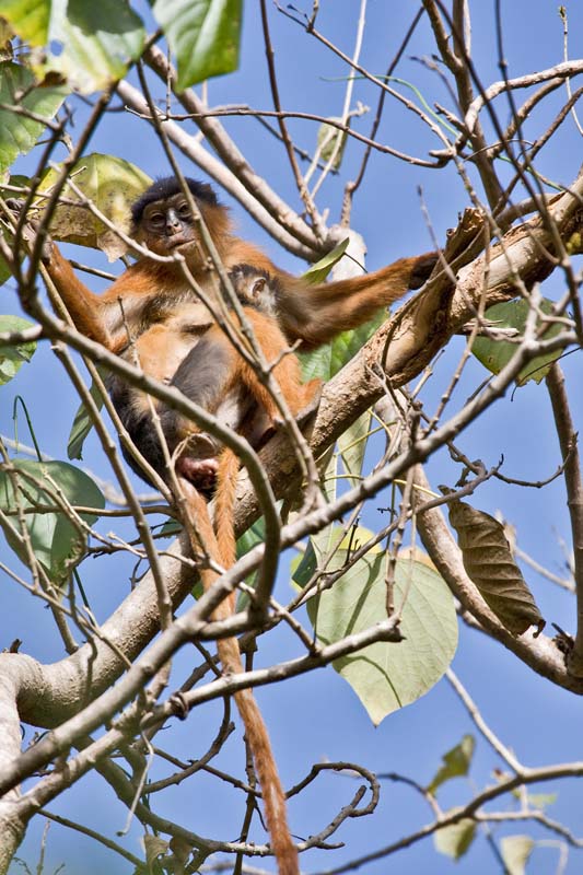 Red Colobus Monkey & Baby