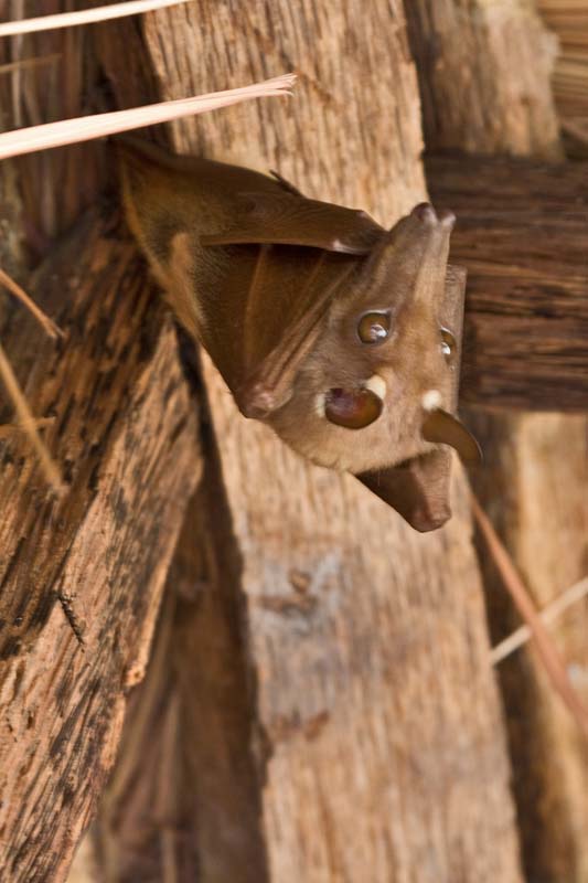 Bat
