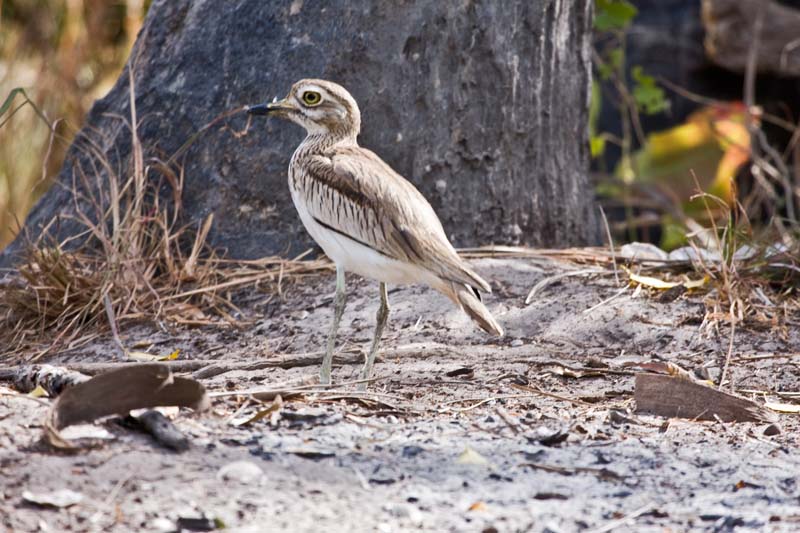 Senegal Thick-knee
