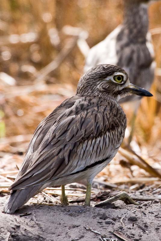 Senegal Thick-knee