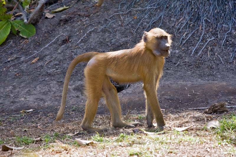 Brown Baboon