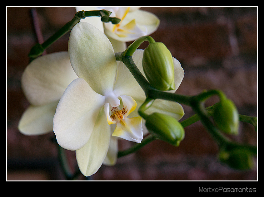 Orchid III 