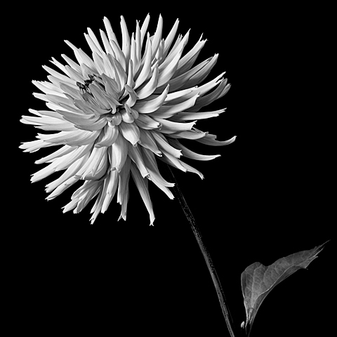 CRW_2140bwweb.jpg