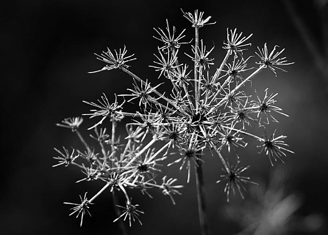 CRW_7348_RJweb.jpg