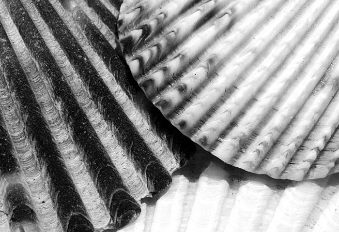 Shells