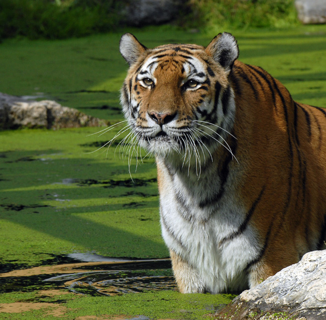Tiger.jpg