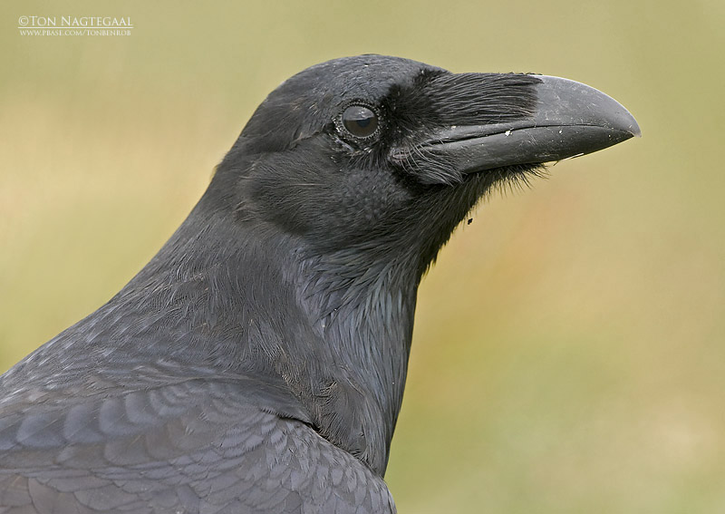 Raaf - Raven - Corvus corax