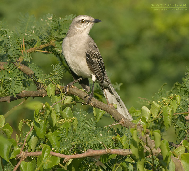 Tropische Spotlijster - Tropical Mockingbird - Mimus gilvus