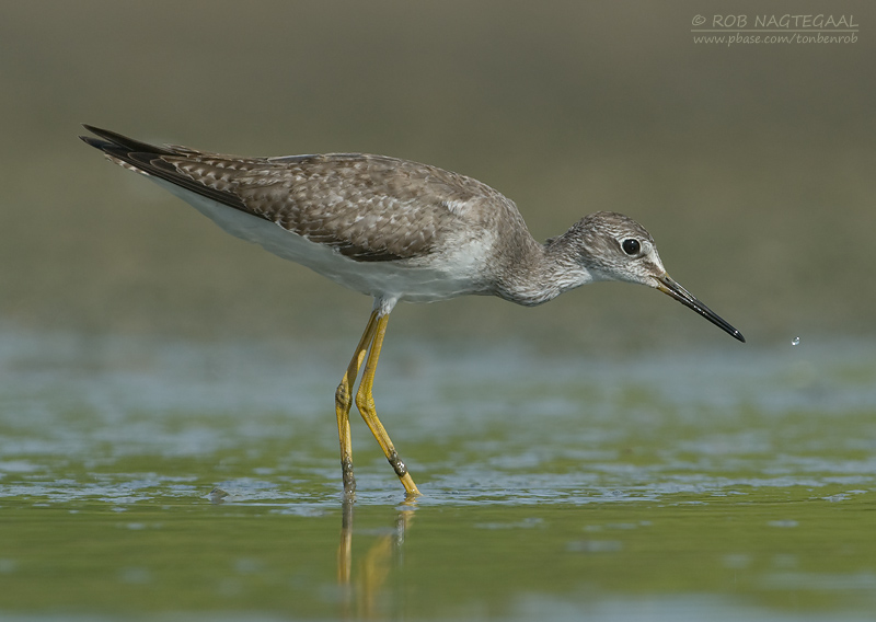 Kleine Geelpootruiter - Lesser Yellowlegs - Tringa flavipes