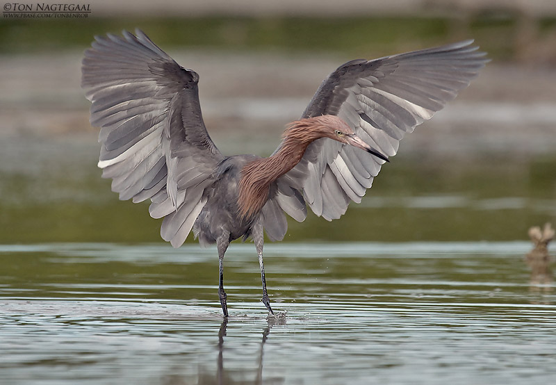 Roodhalsreiger - Reddish Egret - Egretta rufescens