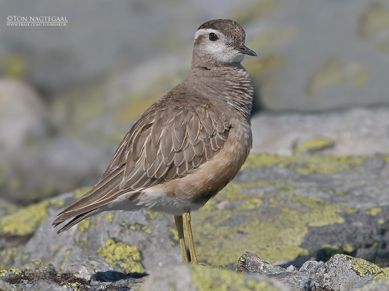 Morinelplevier - Dotterel - Charadrius morinellus